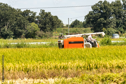 Wallpaper Mural 稲刈りのシーズン到来 Torontodigital.ca