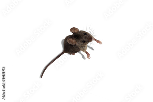 Valokuva the mouse stands on its hind legs isolated from the background, on a white backg