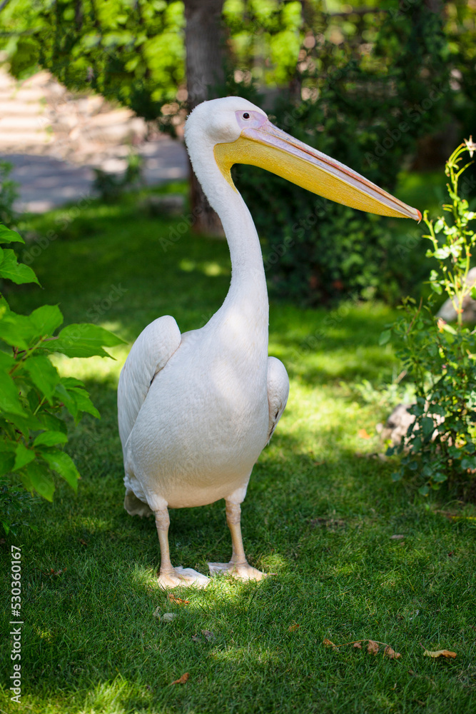 Fototapeta premium Beautiful white pelikan on green lawn
