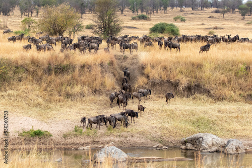 A herd of gnus assembling on the Mara River banks