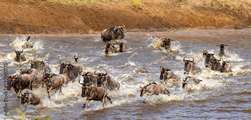 Gnus crossing the Mara River in North Serengeti, Tanzania photo