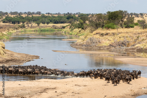 A herd of gnus crossing the Mara River in Tanzania