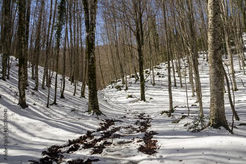 snowy mountain forest in the park of Matese Italy © ciroorabona