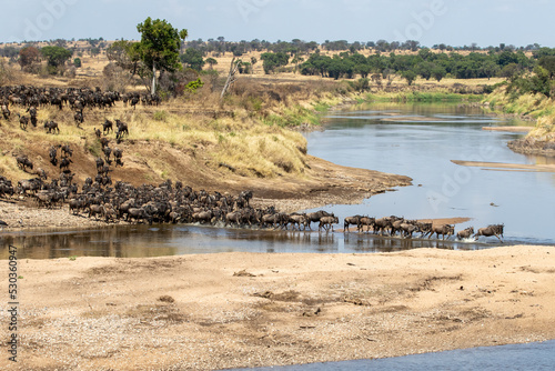 A herd of gnus crossing the Mara River in Tanzania