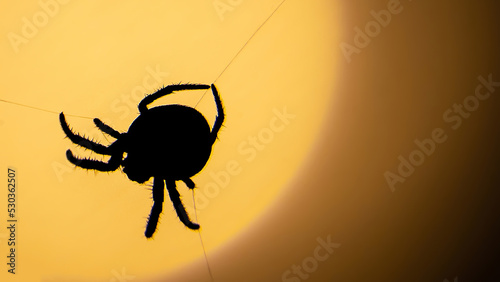 Print op canvas Creepy spider silhouette weaving its web at night