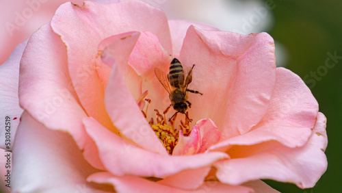 Honey bee on a pink rose during summer. Closeup macro of a bee collecting pollen from a flower. Blurred background.