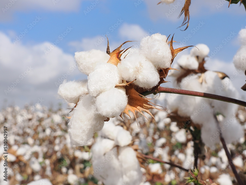 Fluffy white cotton on a background of fluffy clouds