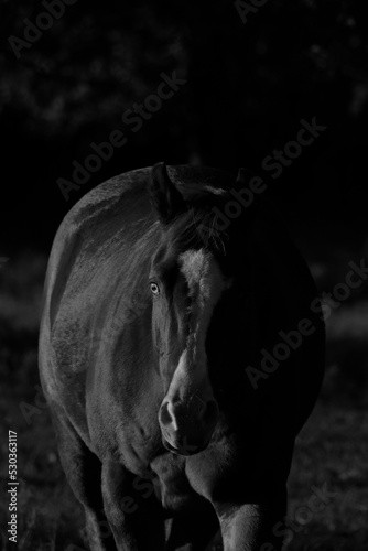 Western portrait of gelding horse with blaze face in black and white.