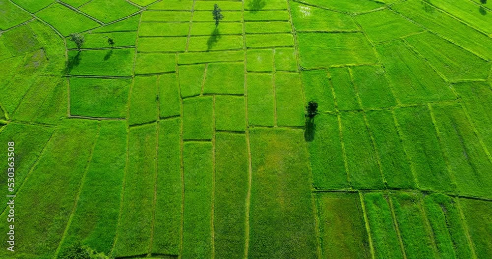 Rice fields farm Nature video Beautiful green rice fields Aerial view shot on drone camera Rice fields farm Nature video Beautiful green rice fields Aerial view shot on drone camera