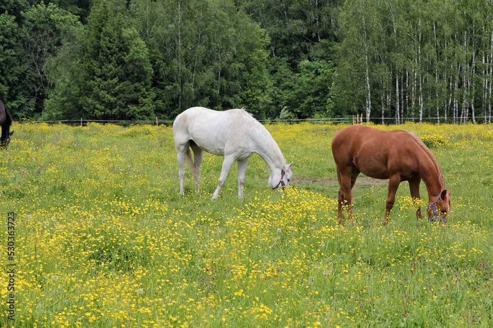 Horses graze in the meadow near the forest Horses graze in the meadow near the forest