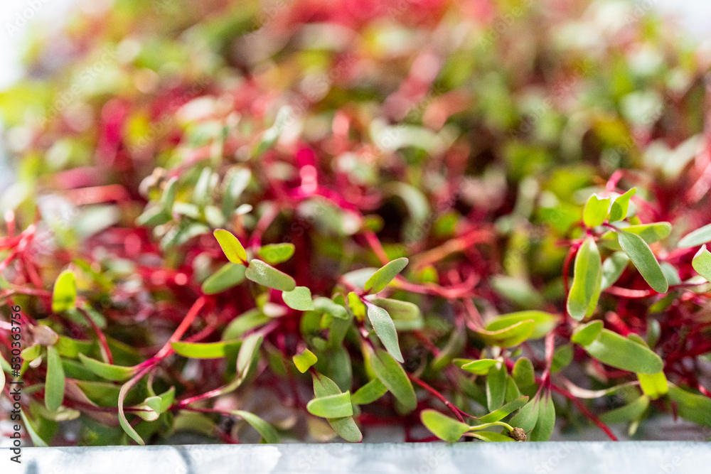 Radish microgreens Radish microgreens