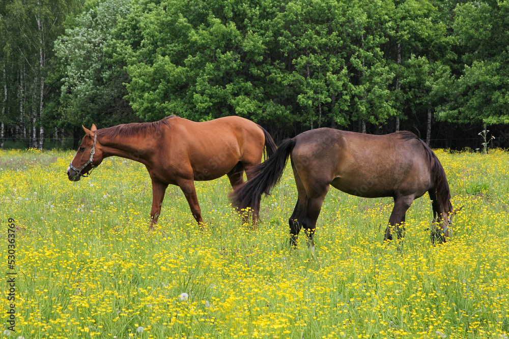Horses graze in a meadow with yellow wildflowers Horses graze in a meadow with yellow wildflowers