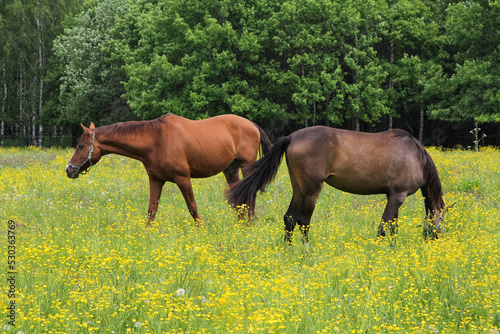 Horses graze in a meadow with yellow wildflowers