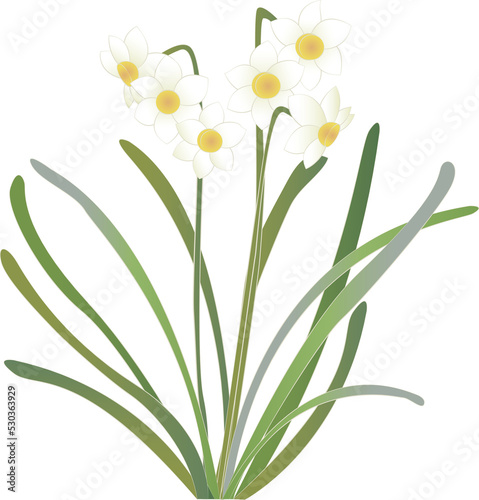 Japanese retro traditional style botanic garden Narcissus
