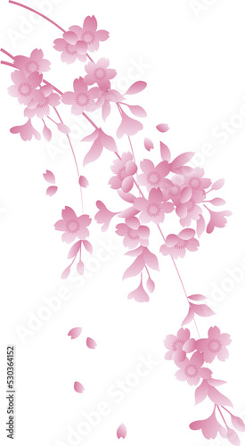 Japanese retro traditional style botanic garden plant pink sakura cherry blossom flower © BabyQ