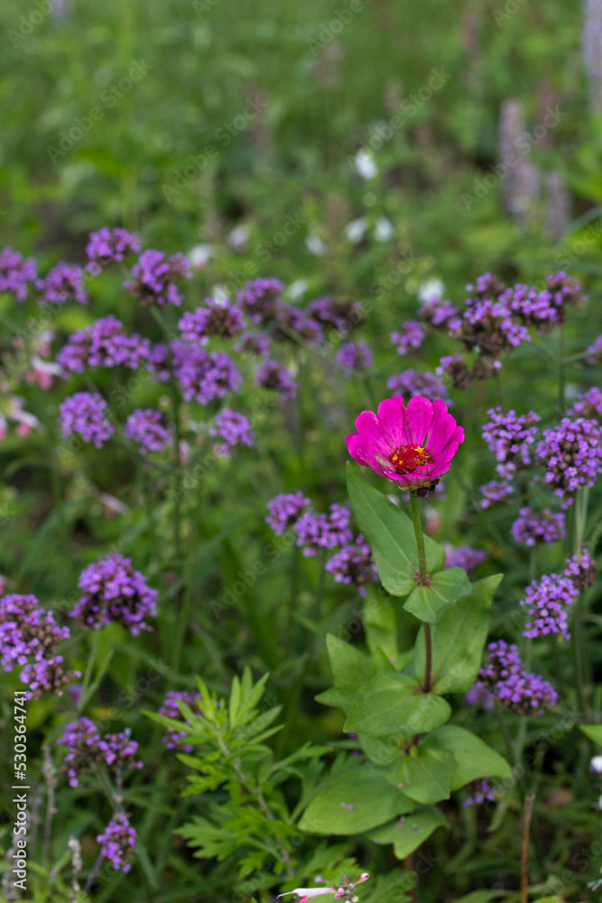 Pink Flower Surrounded by Purple Flowers Pink Flower Surrounded by Purple Flowers