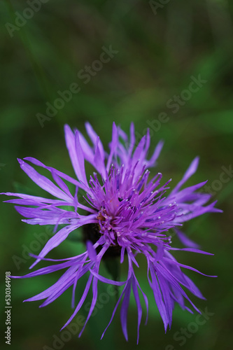 wild cornflower in the meadow 