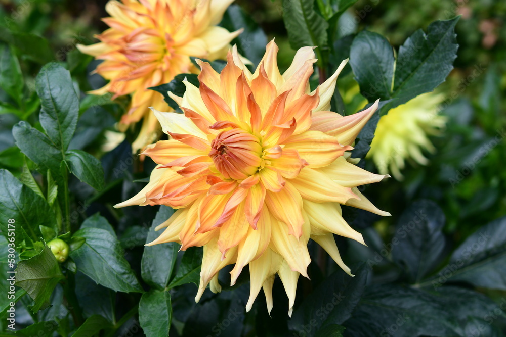 Dahlia Flowers in a Garden