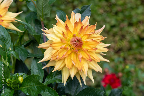 Obraz na płótnie Dahlia Flowers in a Garden w salonie