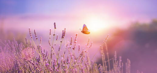 Beautiful natural pastel background. Butterfly and  flower against on a background of sunrise.