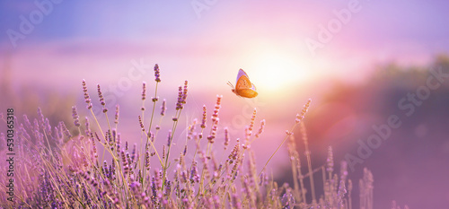 Beautiful natural pastel background. Butterfly and  flower against on a background of sunrise. © Konstiantyn