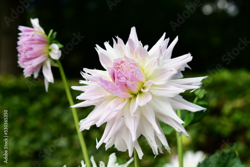 Dahlia Flowers in a Garden