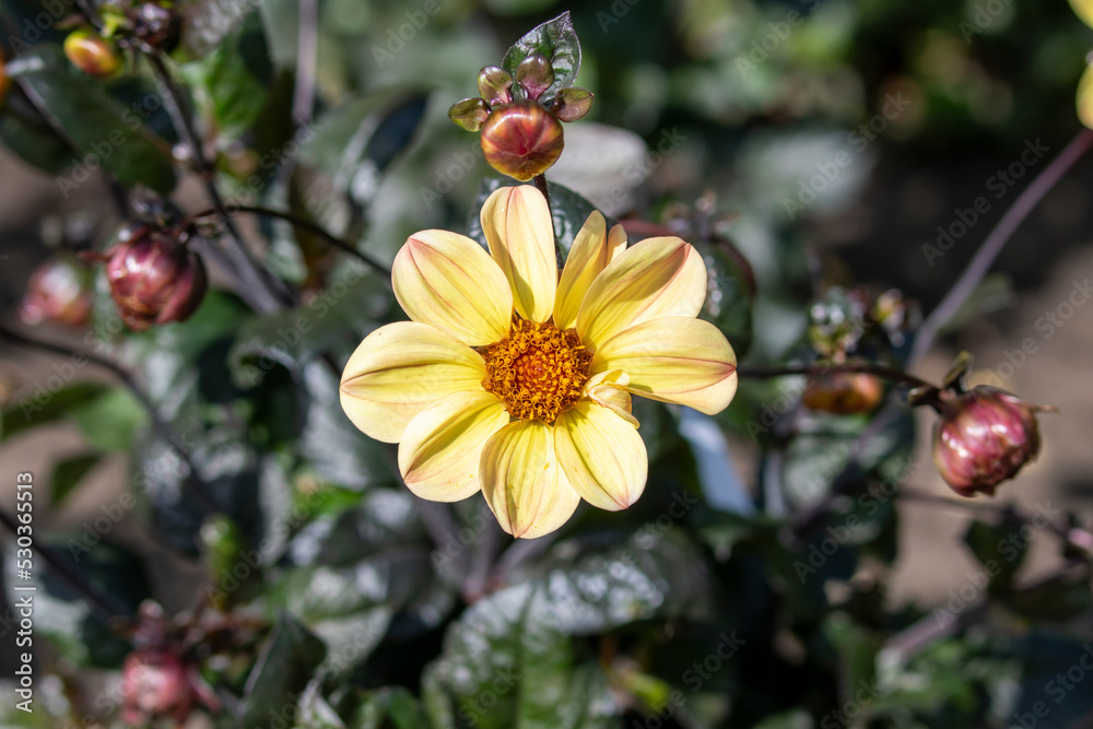 Dahlia Flowers in a Garden