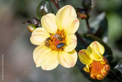 Dahlia Flowers in a Garden