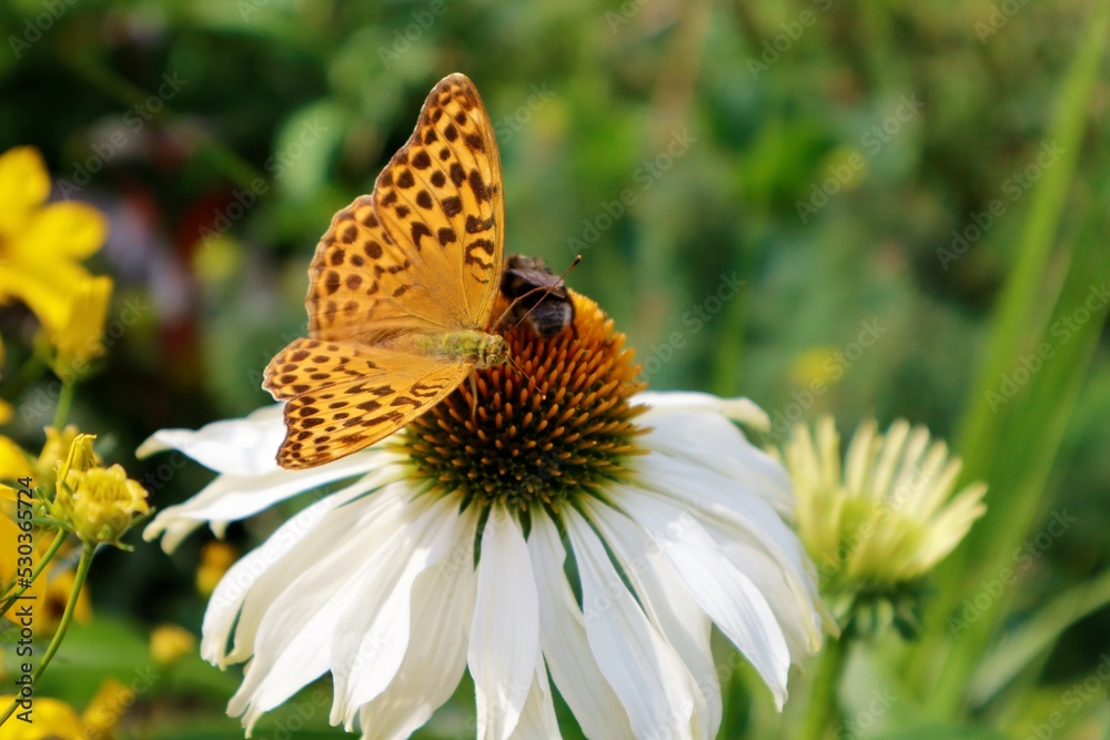 A tandem of a butterfly and a bee on a white echinacea. A tandem of a butterfly and a bee on a white echinacea.