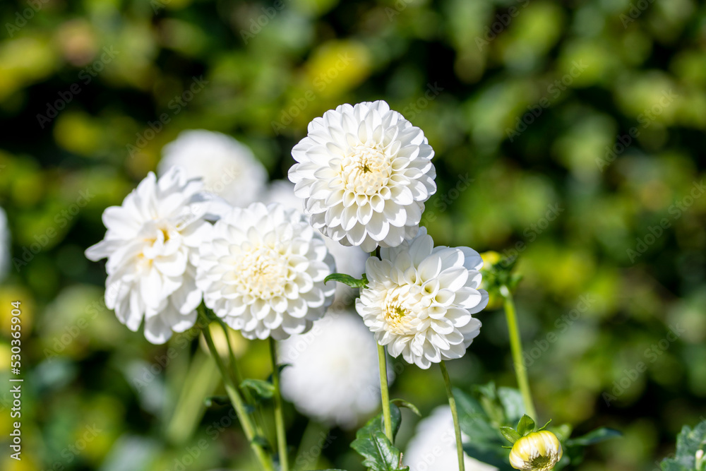 Dahlia Flowers in a Garden