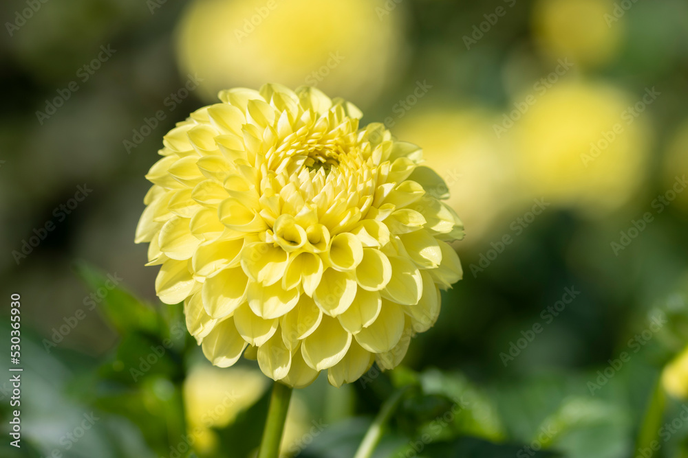 Dahlia Flowers in a Garden