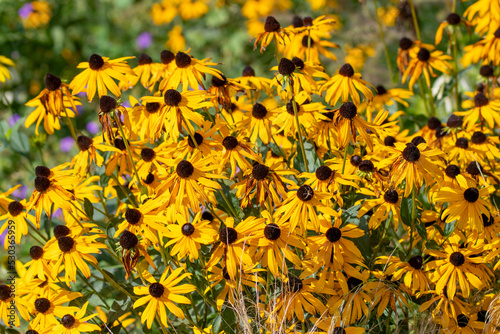 Dahlia Flowers in a Garden © gerckens.photo