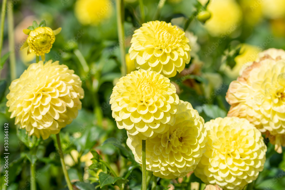 Dahlia Flowers in a Garden