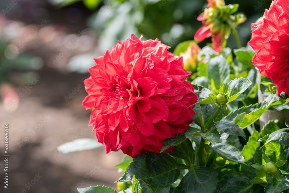 Dahlia Föowers in a garden
