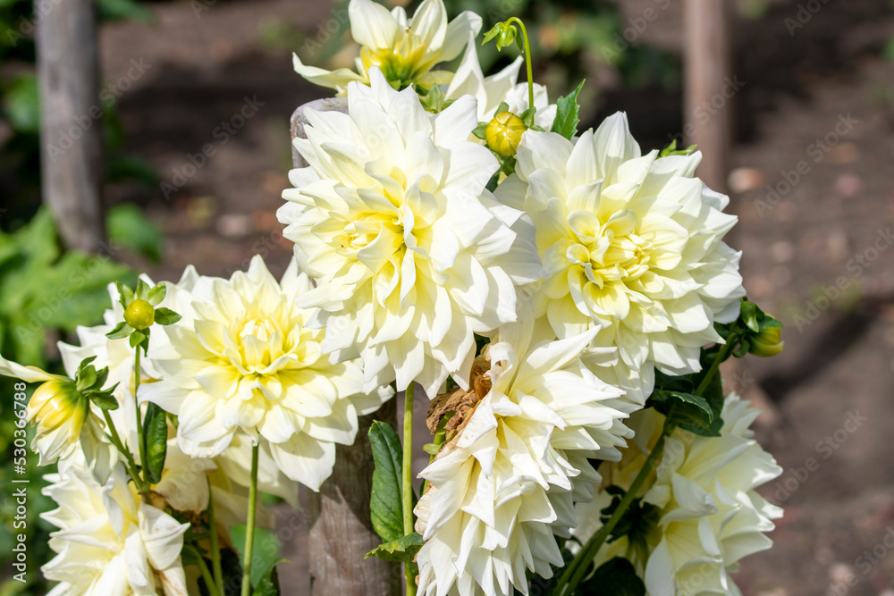 Dahlia Föowers in a garden