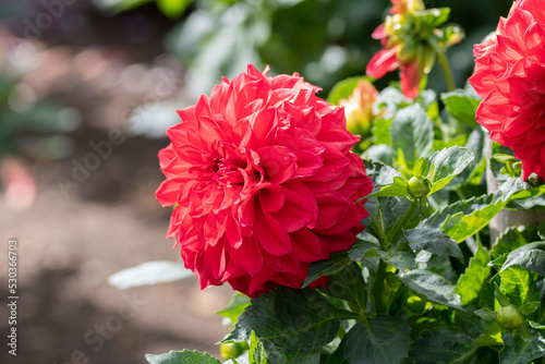 Obraz na płótnie Dahlia Föowers in a garden w salonie