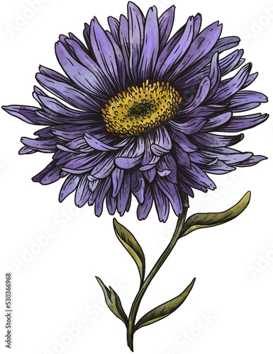 Vintage hand drawn birth month flowers, Aster flower, September magic floral illustration, green witch plants