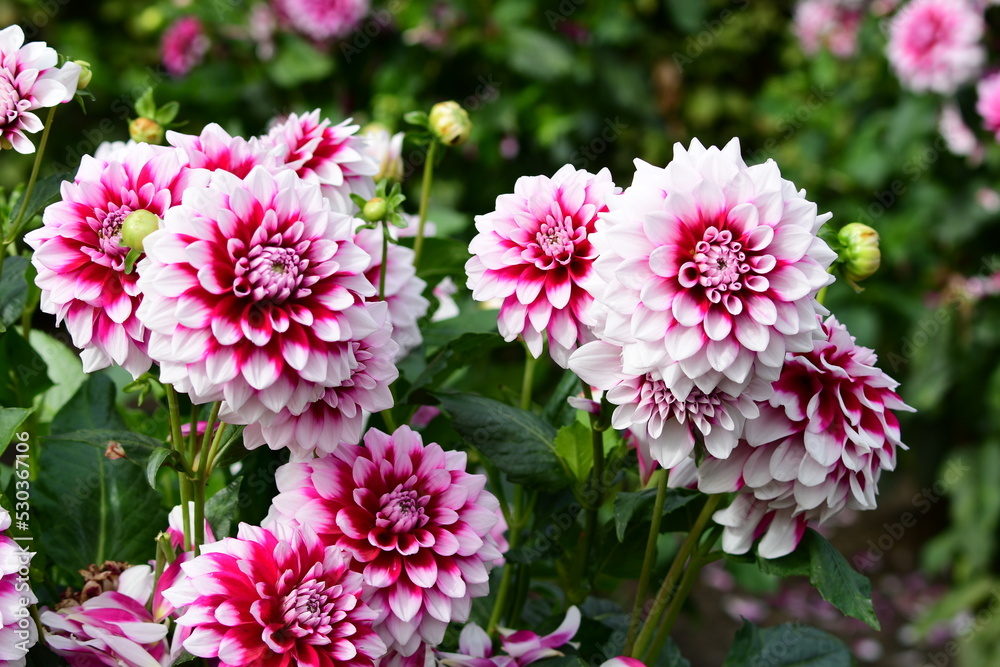 Dahlia Föowers in a garden