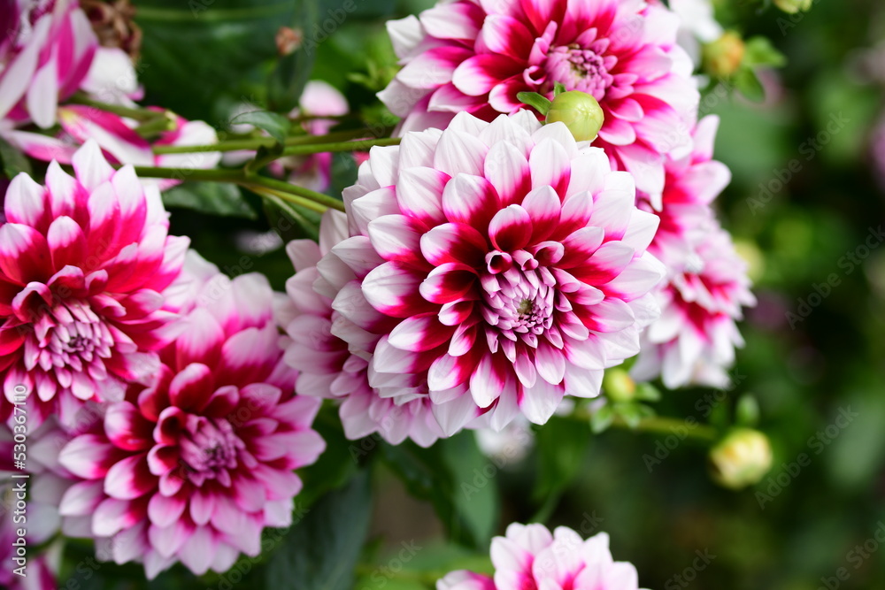 Dahlia Föowers in a garden