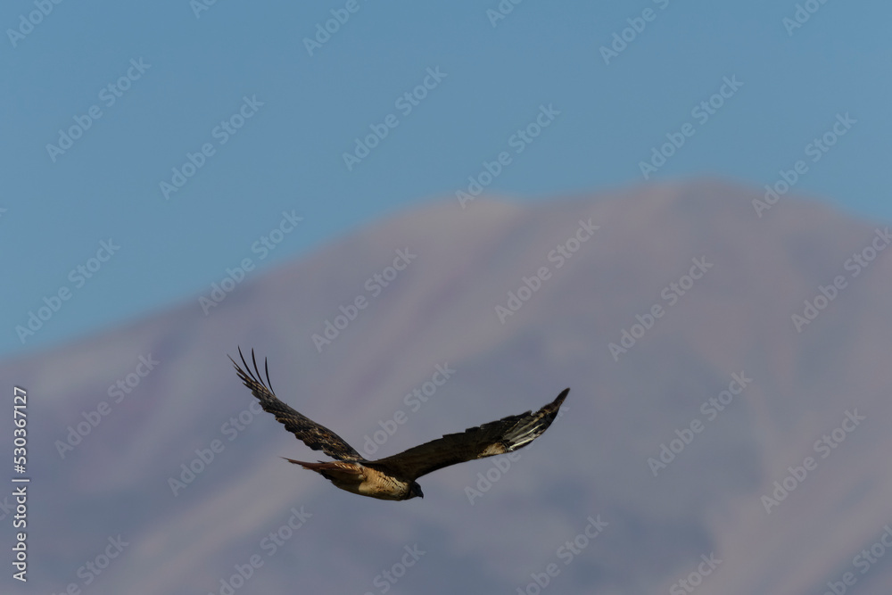 Naklejka premium Red-tail Hawk