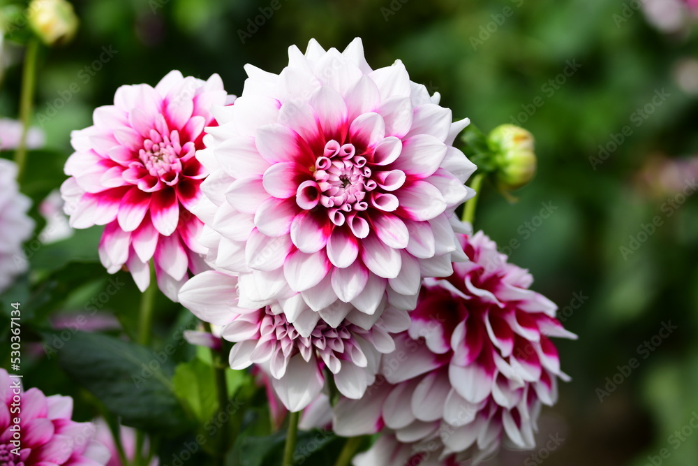Dahlia Föowers in a garden