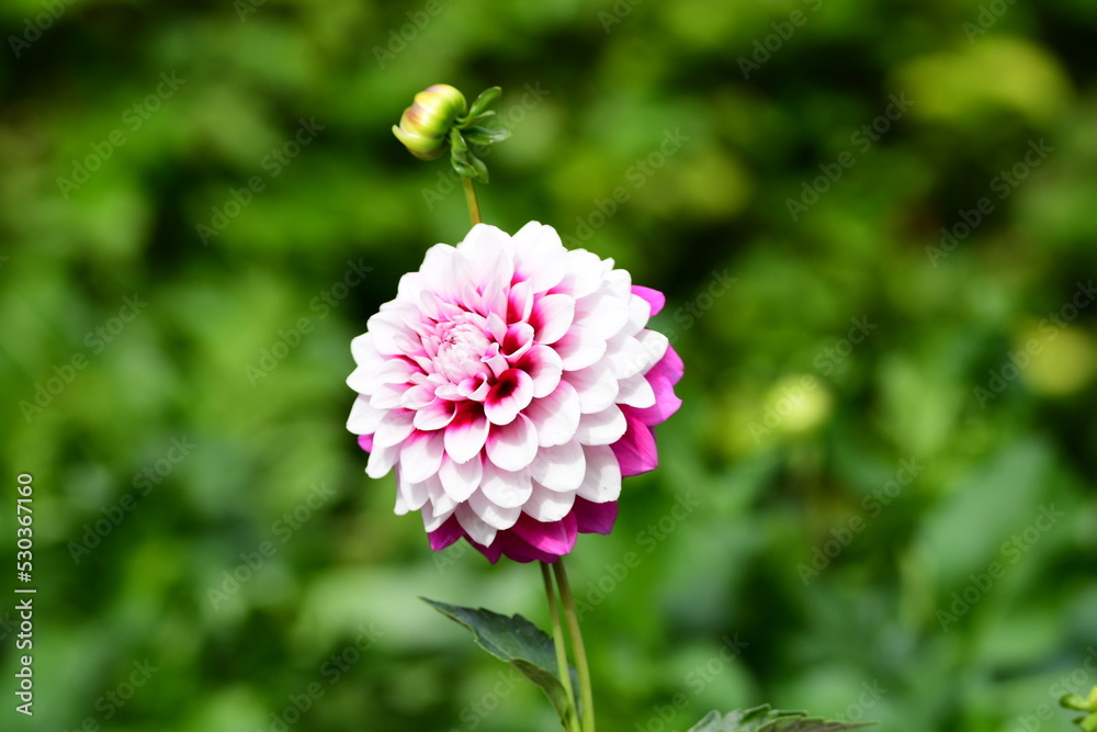 Dahlia Föowers in a garden