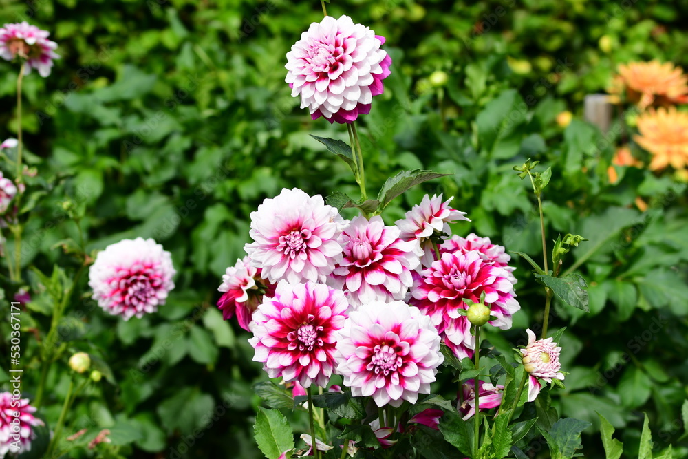 Dahlia Föowers in a garden