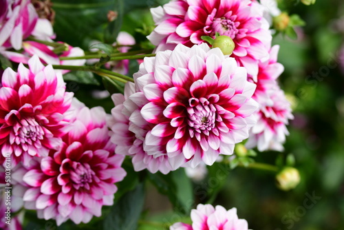 Obraz na płótnie Dahlia Föowers in a garden w salonie