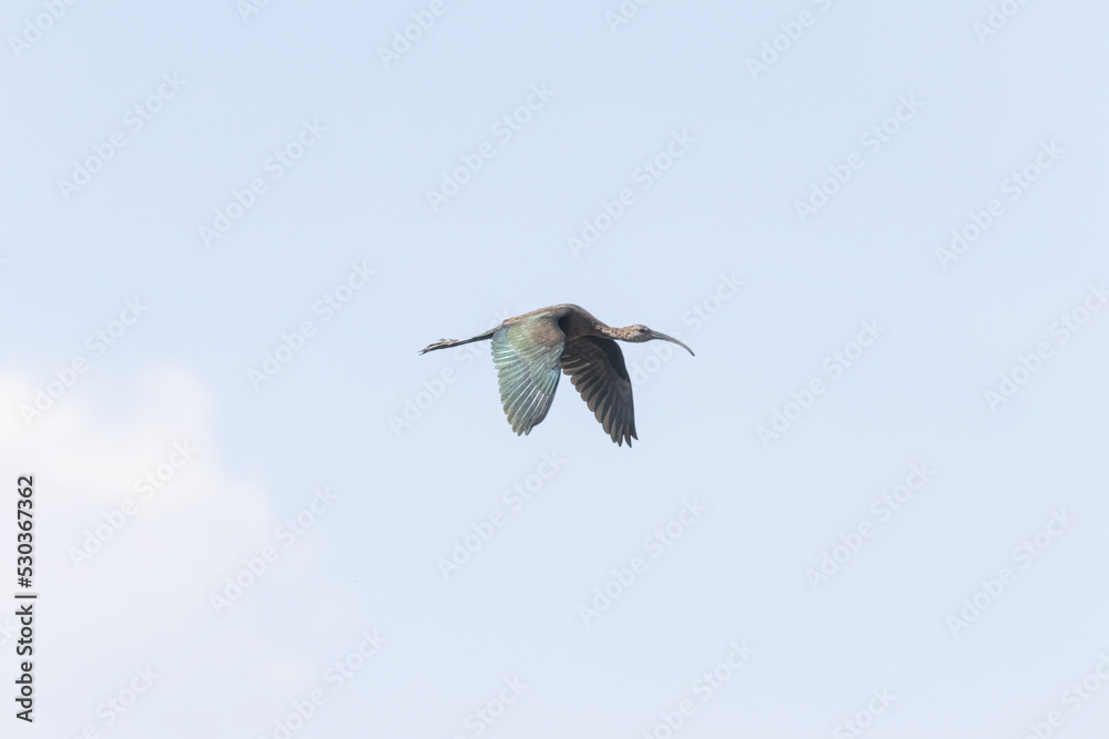 Obraz premium White Faced IBIS