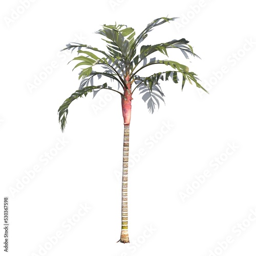 palm tree isolated on white background  3D illustration  cg render