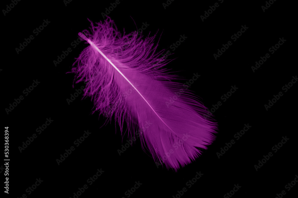 violet feather goose on a black isolated background