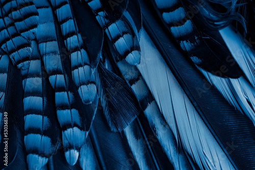 Photo blue and black jay feathers. background or texture