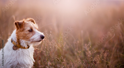 Fototapeta Naklejka Na Ścianę i Meble -  Beautiful healthy dog as listening in the autumn meadow grass. Fall, pet walk, outdoor nature hiking background or banner.