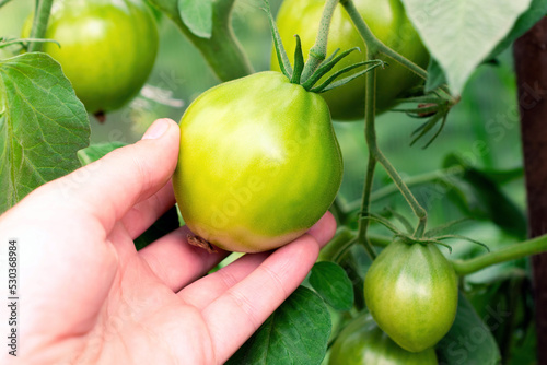 Green tomatoes ripening tomatoes in a greenhouse close up with the hands of gardener